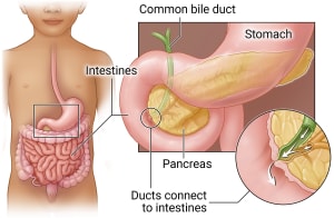 In the digestive system, the pancreas sits behind the stomach where it connects to the intestines. The common bile duct and another duct within the pancreas connect to the intestines. Substances flow out of the ducts and into the intestines for digestion.